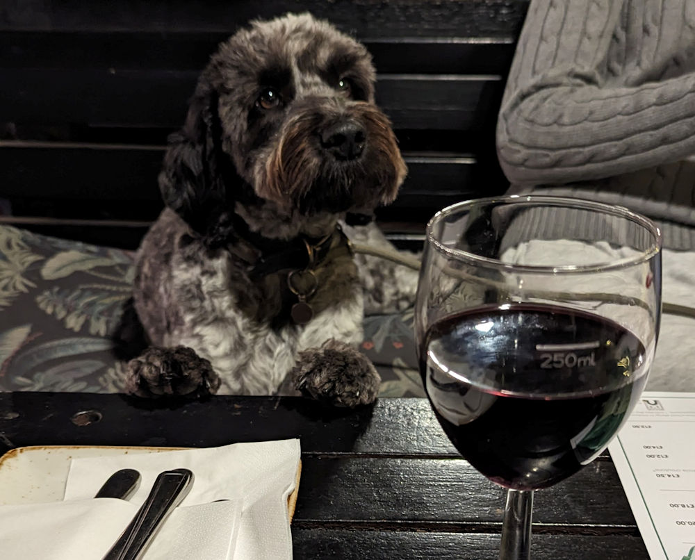 Dog sitting at pub table